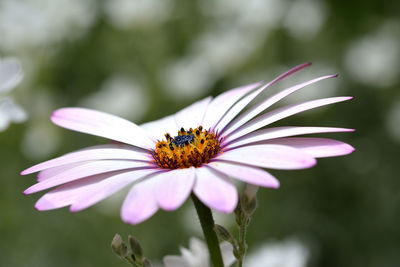 Close-up of honey bee perching on pink flower