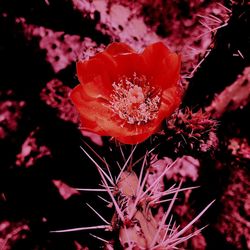 Close-up of red flowers