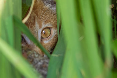 Portrait of cat hiding in grass