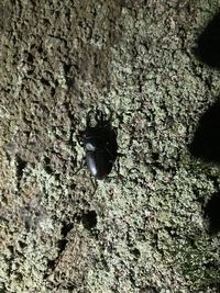 Close-up of insect on rock