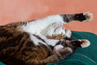 Cute italian cat sleeps on green net with enjoy sunshine,tabby cat .european kittens.animal lovers