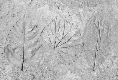 High angle view of frozen dry leaves on field