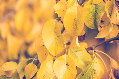 Close-up of yellow fruits growing on plant during autumn