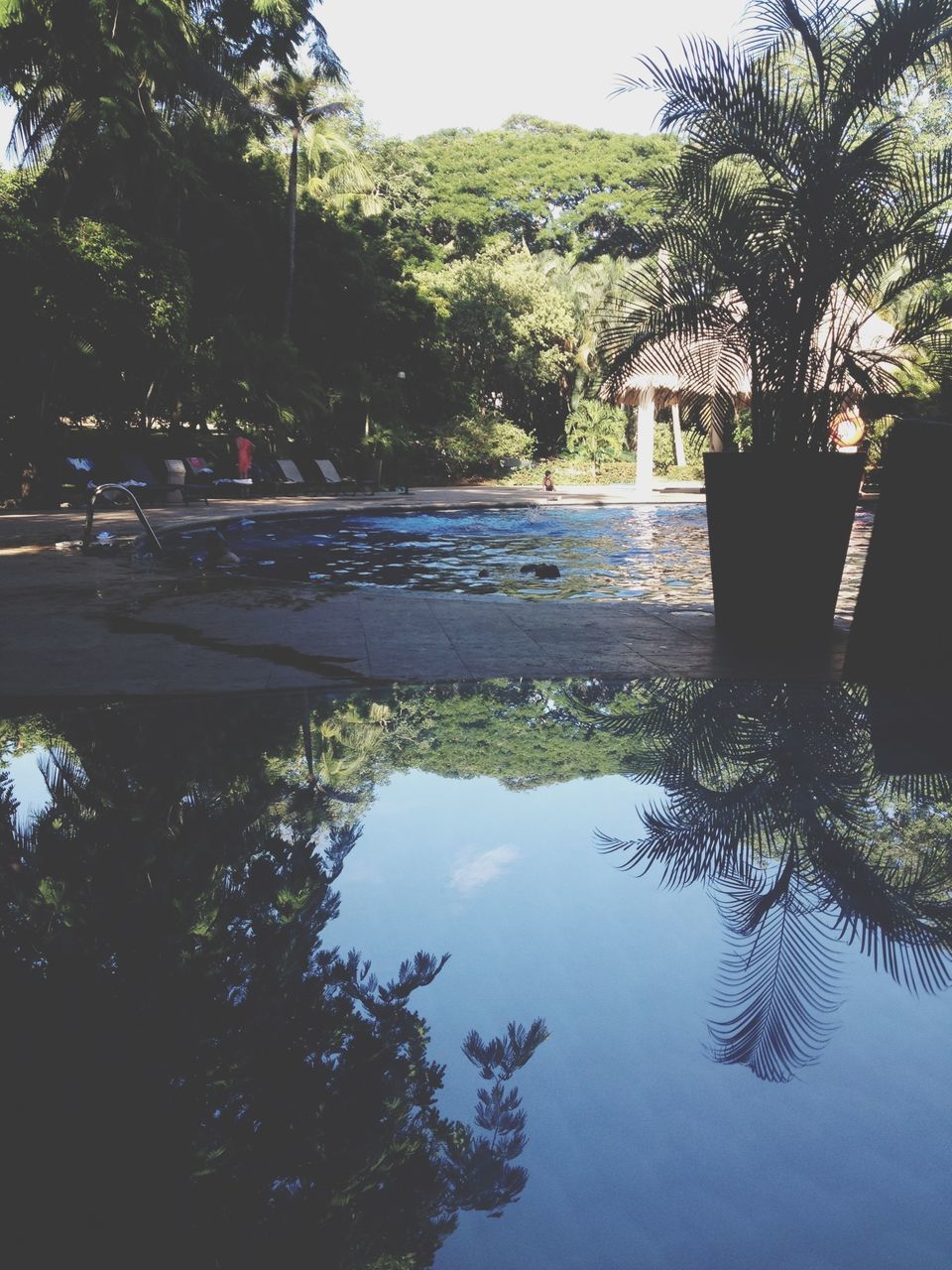 tree, water, reflection, tranquility, tranquil scene, lake, scenics, beauty in nature, nature, waterfront, river, growth, sky, standing water, clear sky, idyllic, calm, palm tree, outdoors, day