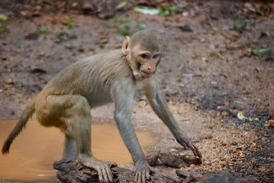 Portrait of monkey near water pond