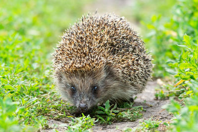 Close-up of an animal on field