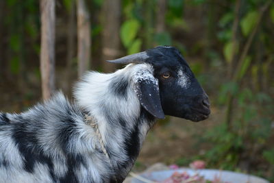 Close-up of goat outdoors