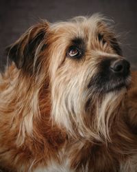 Close-up of hairy dog looking up