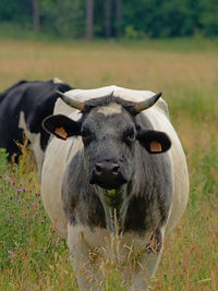 Portrait of cow on field