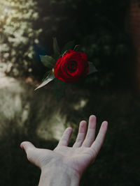 Cropped hand of man catching rose against plants