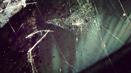 Close-up of spider web