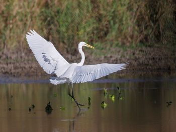 Bird flying over lake