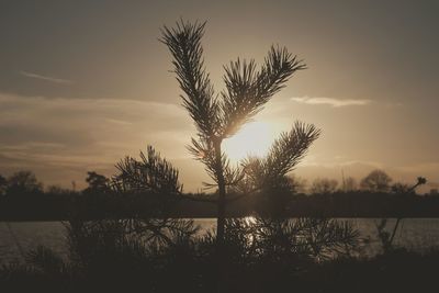 Silhouette plants by lake against sky during sunset