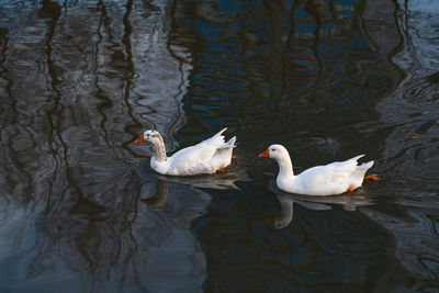 Ducks swimming in lake