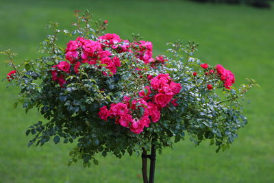 Close-up of red flowering plant