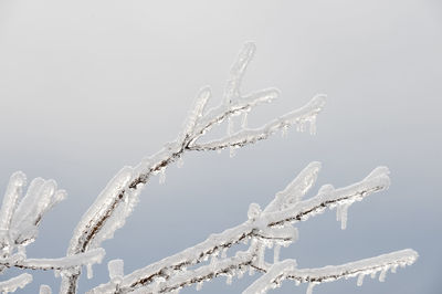 Close-up of plant against clear sky