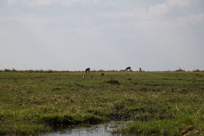 View of sheep grazing in field