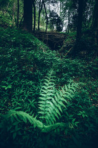 Plants growing on land in forest