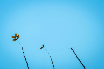Low angle view of flowering plants against clear blue sky