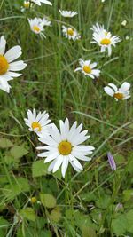 Close-up of white daisy blooming in field