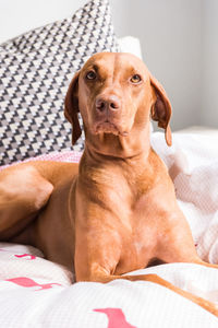 Vizsla relaxing on bed at home