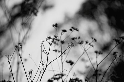 Close-up of plant against blurred background