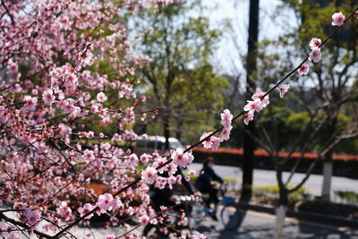 Close-up of pink cherry blossoms in spring