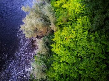 High angle view of plants growing on land