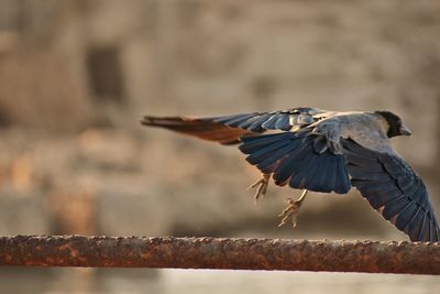 Close-up of bird flying over railing