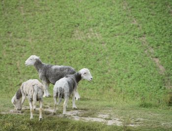 Sheep on field