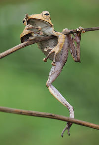 Close-up of grasshopper on twig