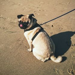 Cute dog sticking out tongue at beach