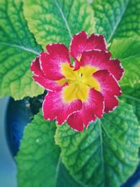 Close-up of red flower