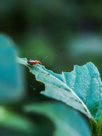 Close-up of insect on leaf