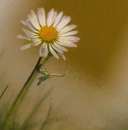 Close-up of white daisy flower