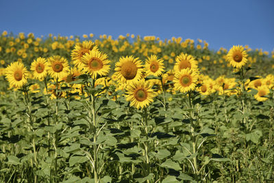 Sunflowers in field against sky