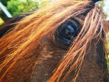 Close-up of a horse