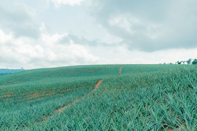 Scenic view of field against sky