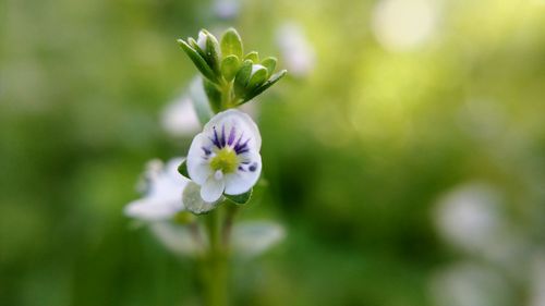 Close-up of white flowering plant