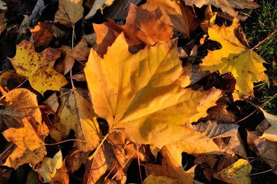 High angle view of autumn leaves on field