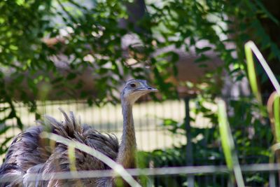 Close-up of a bird against blurred background