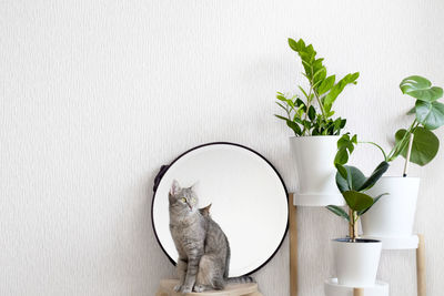 Potted plant on white table