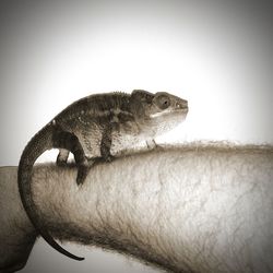 Close-up of hand holding lizard