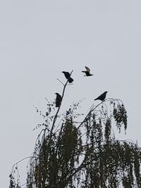 Low angle view of birds flying in the sky