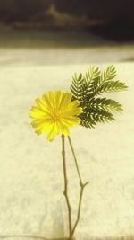 Close-up of yellow flower blooming outdoors