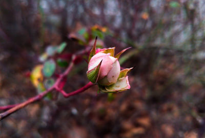 Close-up of flower against blurred background