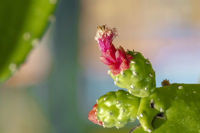 Close-up of pink flowering plant