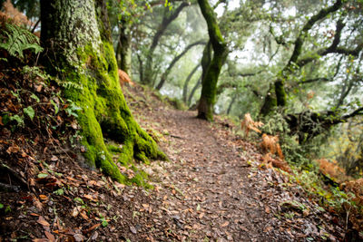 Footpath amidst trees in forest