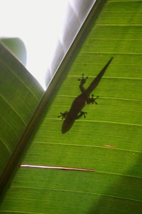 Close-up of insect on leaf against wall