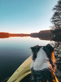 Dog by lake against clear sky